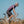 Men's Road Cycling Shorts, Endurance, EDR-Black